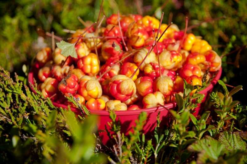 łowienie w skandynawii